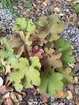Plant name: Coral Bells Heuchera villosa cv. Caramel